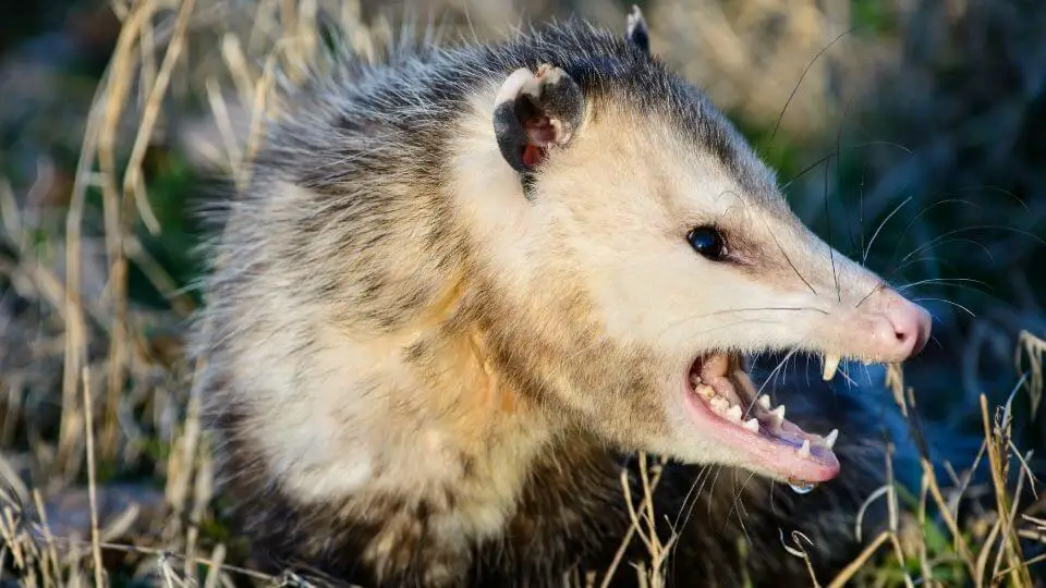 opossum teeth