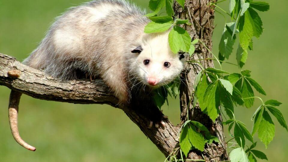 opossum in a tree