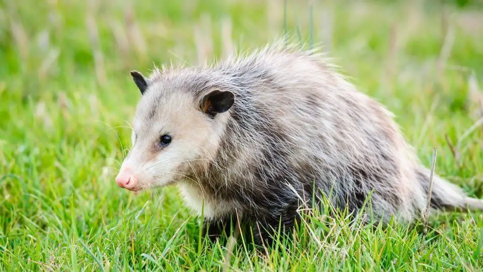 opossum sitting