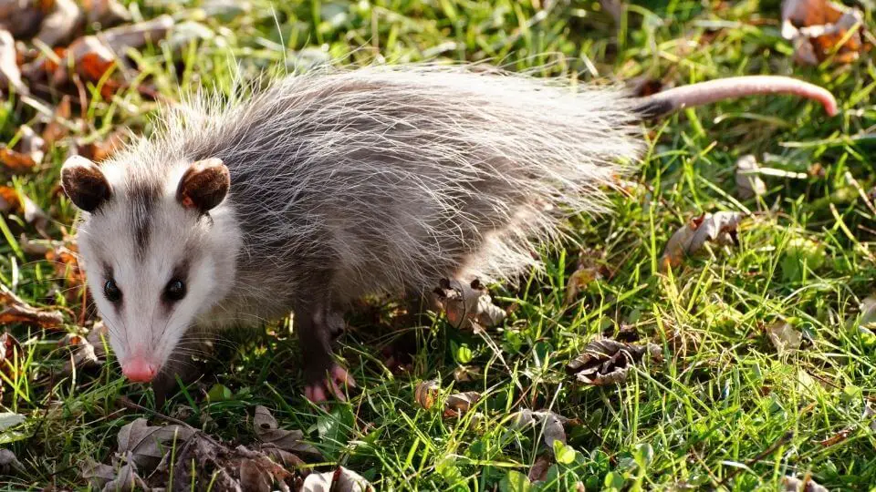 opossum in the grass