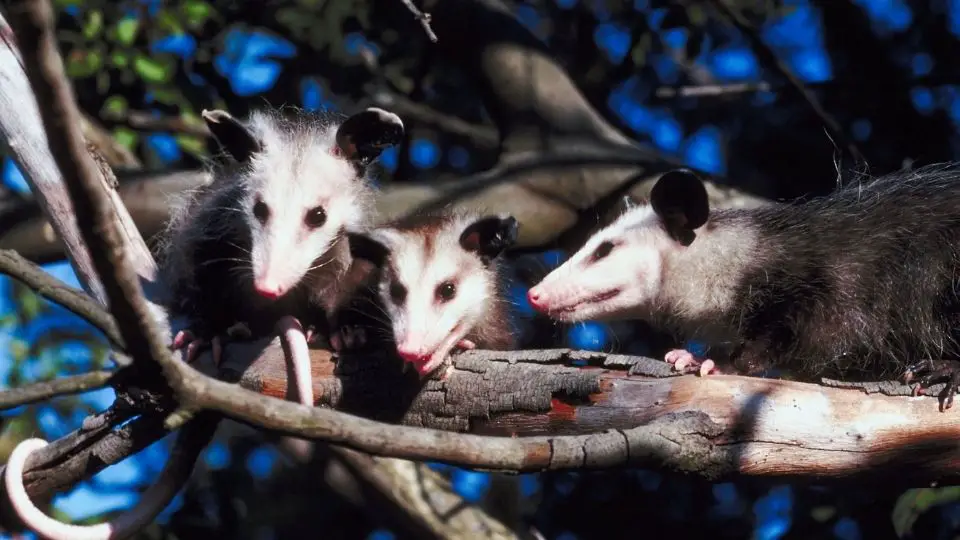 opposums perched
