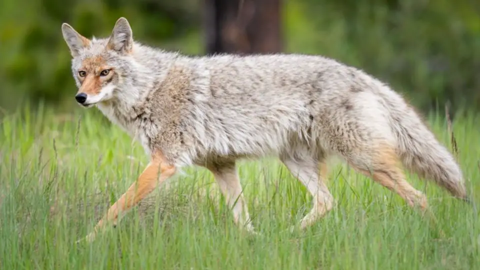 coyote striding through medium high grass