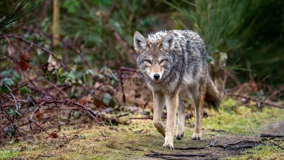 coyote walking through a damp pathway, surrounded by thorny brush