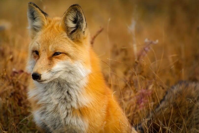 fox in heather