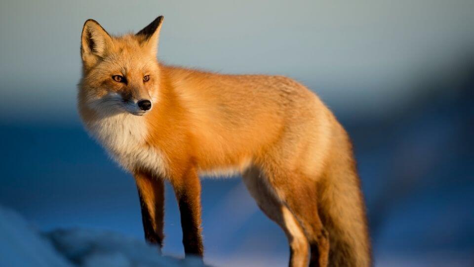 fox looking into distance