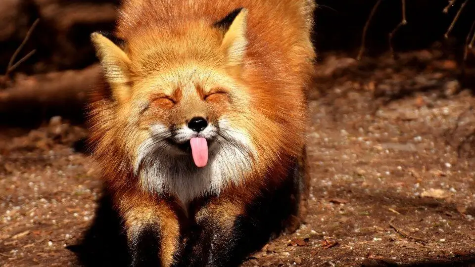 fox sticking out its tongue