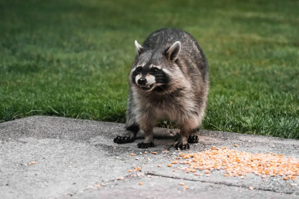 raccoon at feed