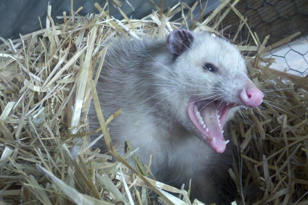 Opossum in straw