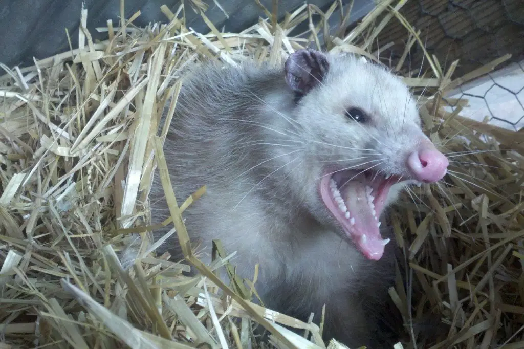 Do Opossums Play Dead? Why & When Explained!