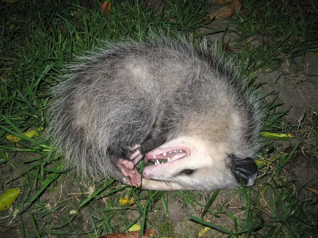 Do Opossums Play Dead