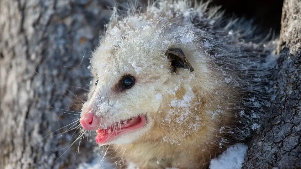 possum covered in the snow sitting in a tree