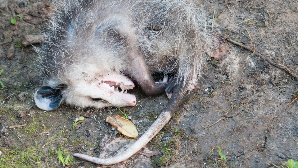 dead possum lying on the ground