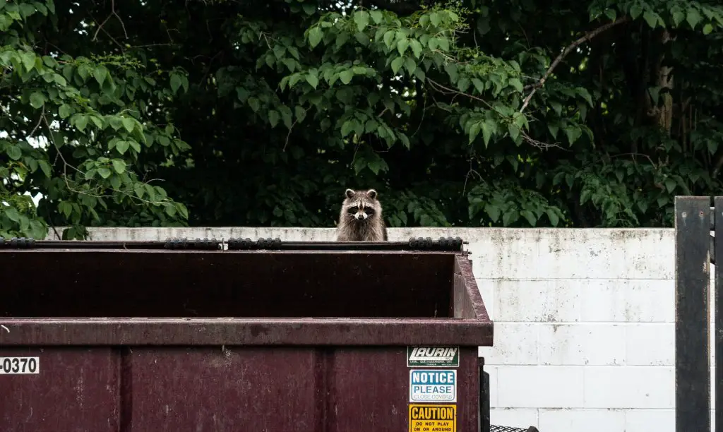 raccoons near dumpster