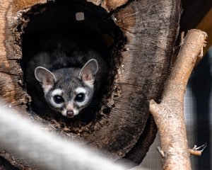 Baby raccoon