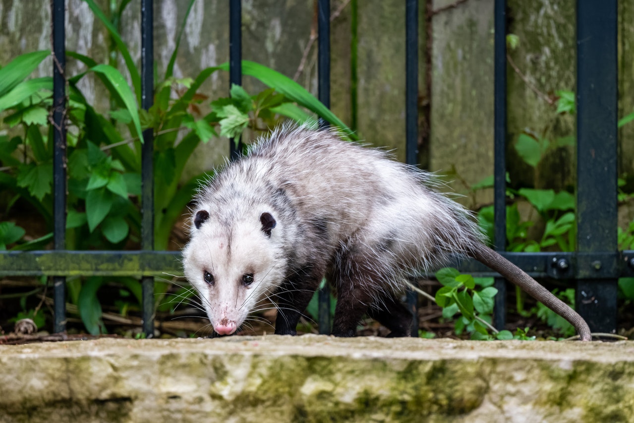 do opossums play dead?