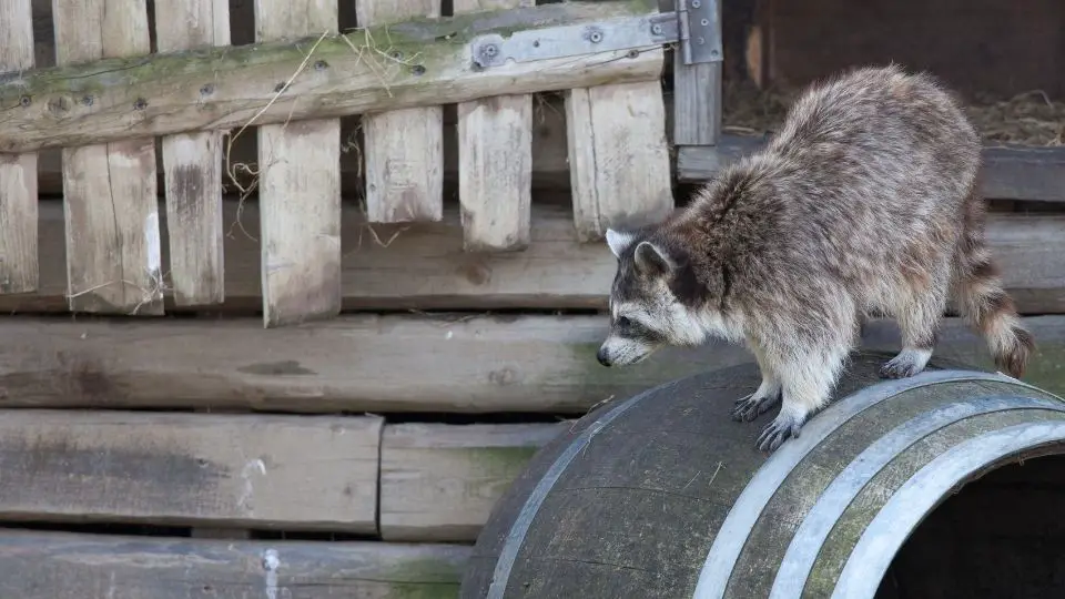 raccoon on barrel