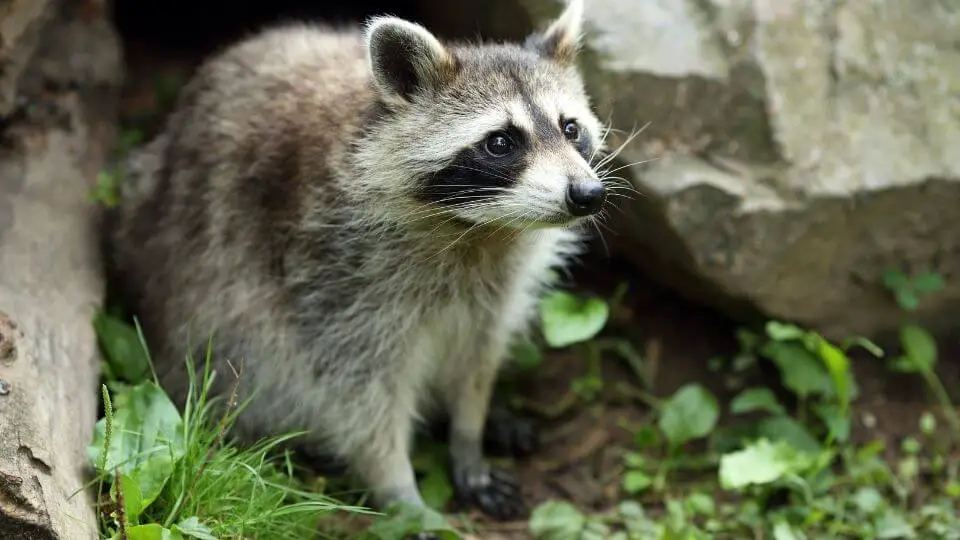 raccoon amongst rocks