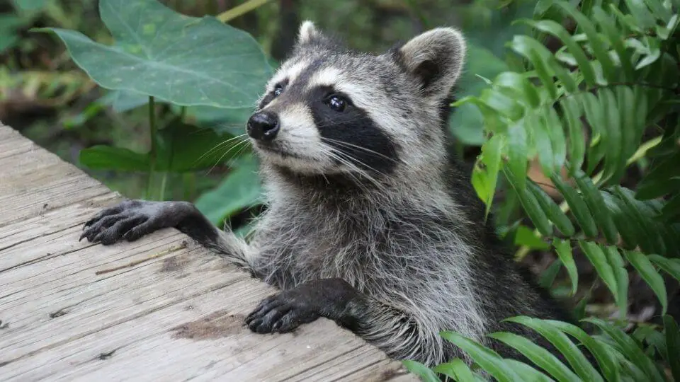 raccoon looking up