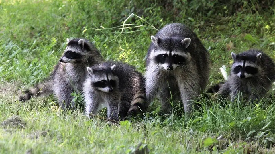 8 Tips How To Keep Raccoons Away & Out Of Your House & Yard