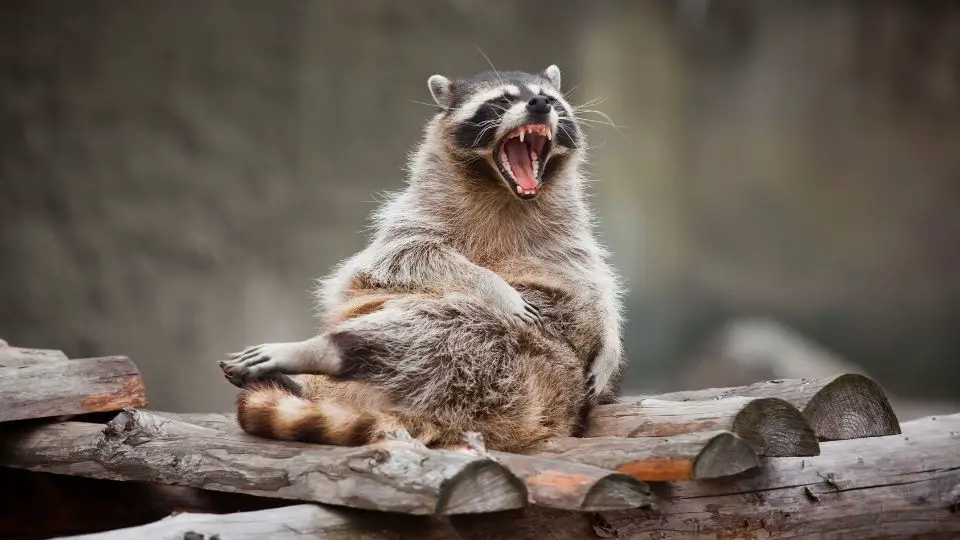 raccoon growling