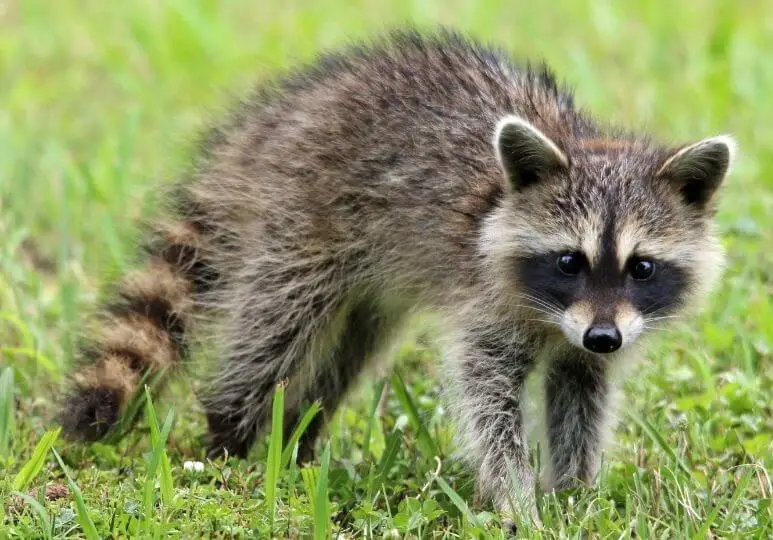 raccoon on the grass