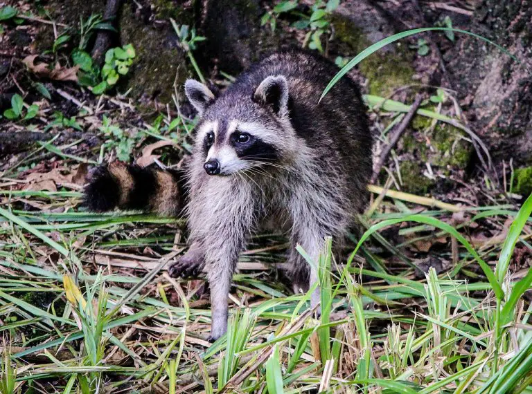 How Long Do Raccoons Live: Raccoon Lifespan Explained!