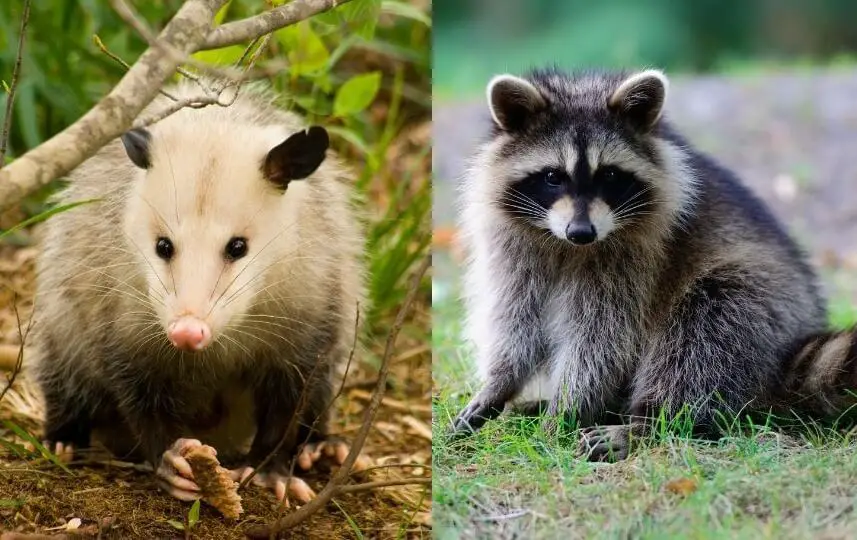 raccoon vs possum
