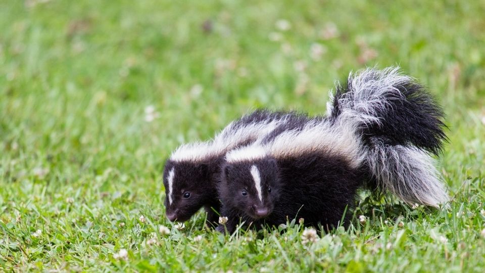 two baby skunks in a grass field