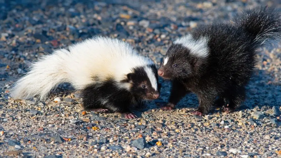 two baby skunks on gravely ground