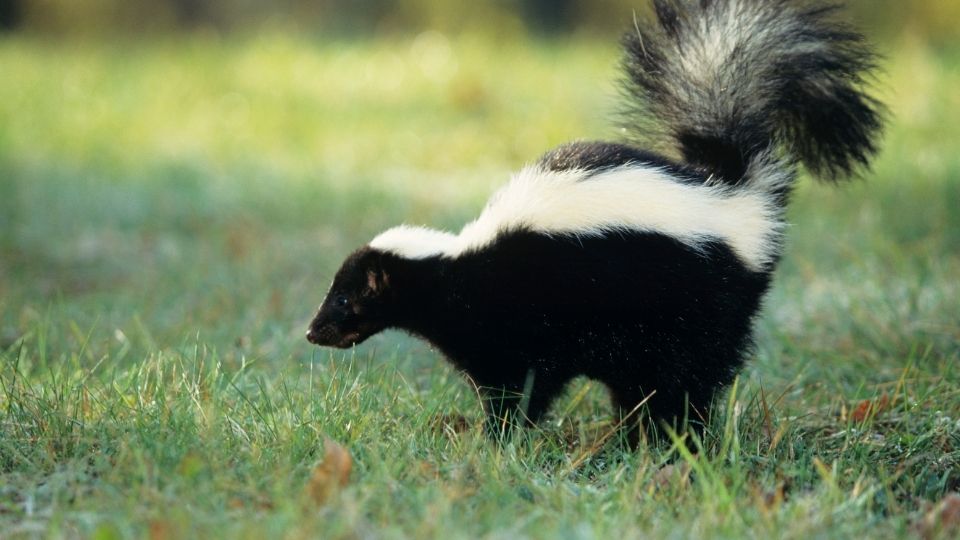 skunk lifting tail