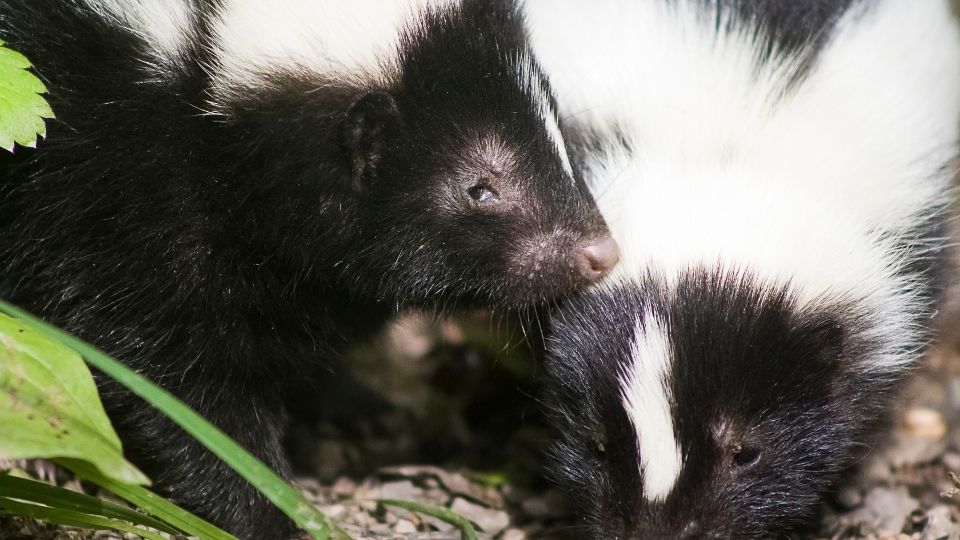 two skunks foraging