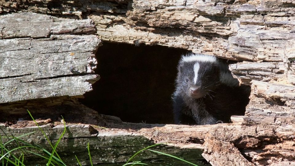 skunk in a hollowed out log