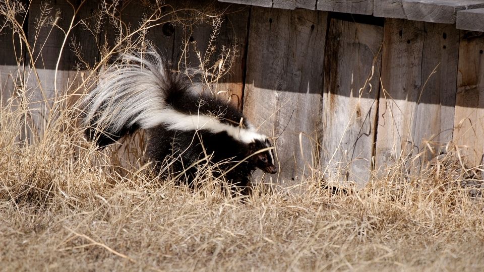skunk lurking near a wood porch
