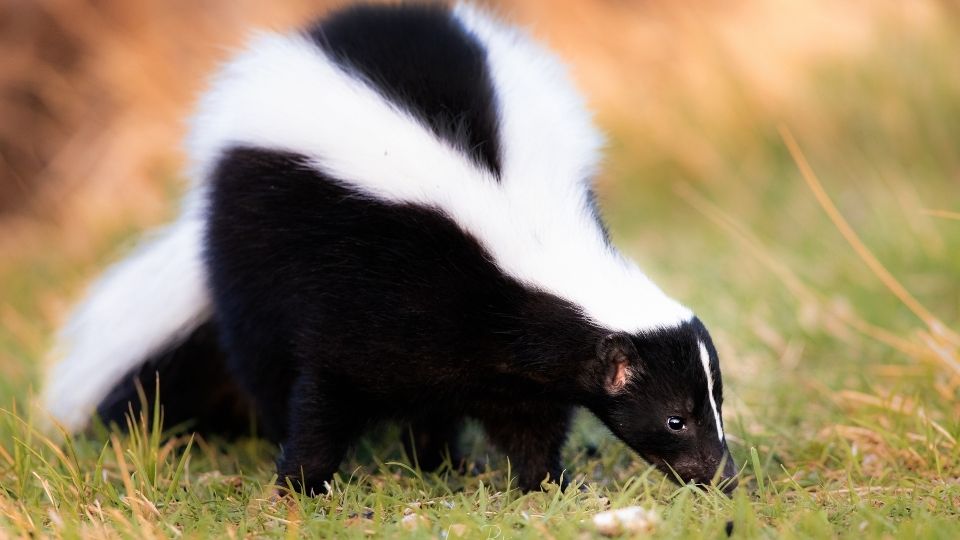 striped skunk inspecting the grass
