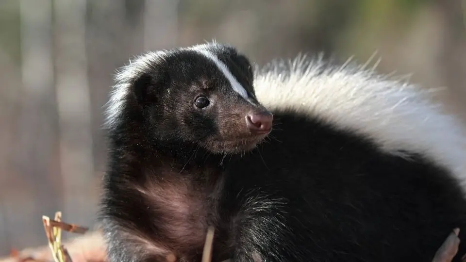 skunk with a surprised look on its face