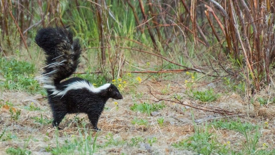 skunk with its tail raised in a twiggy patch