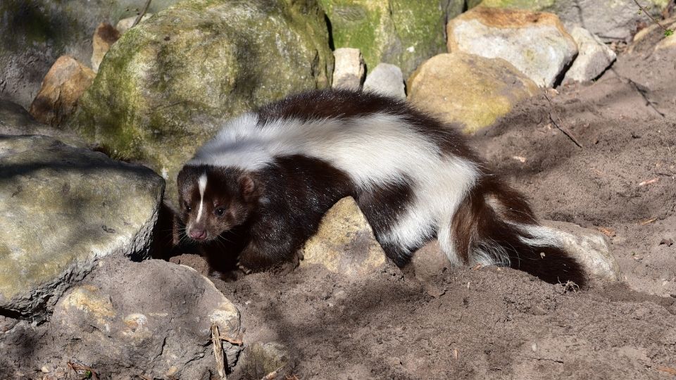 skunk crawling over rocks and dirt