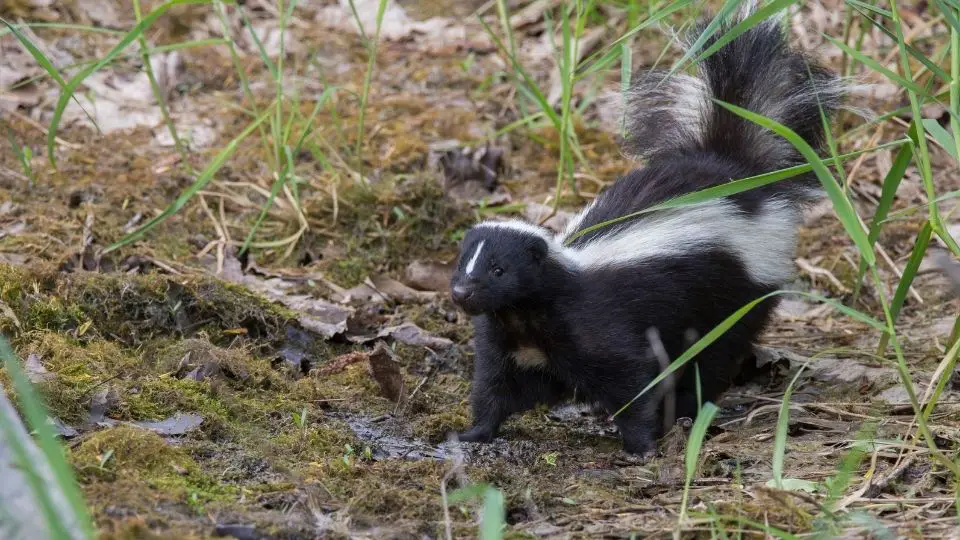 striped skunk standing on muddy and mossy ground