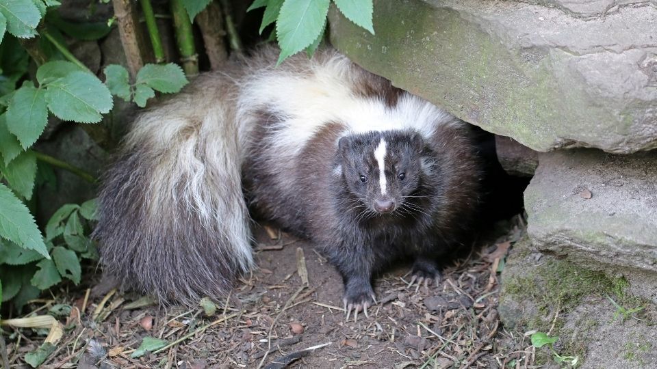 large skunk hiding beneath rocks in a canopy of leaves