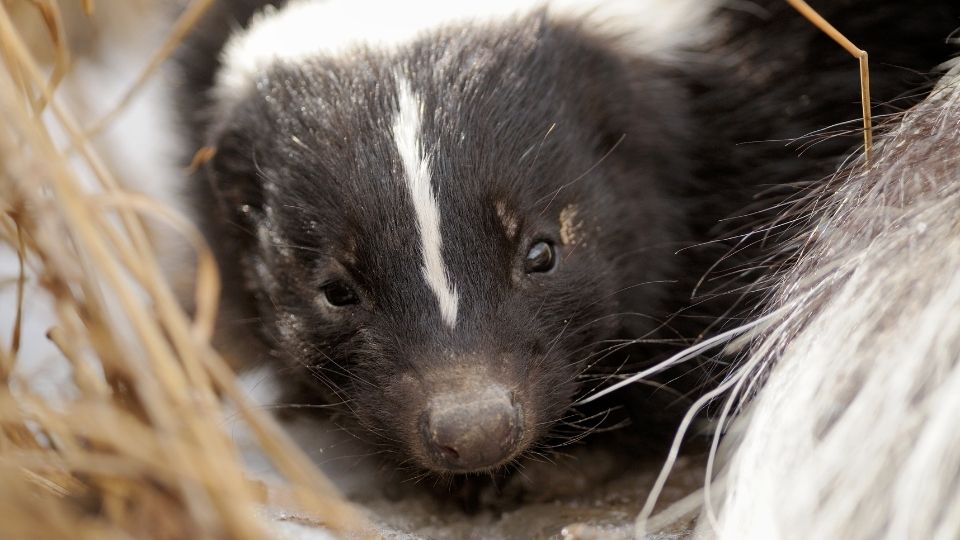 skunk close up