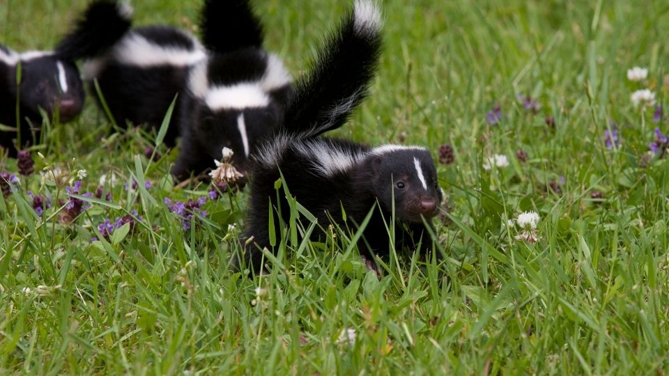 baby skunks trouncing across medium height grass with small purple and white flowers