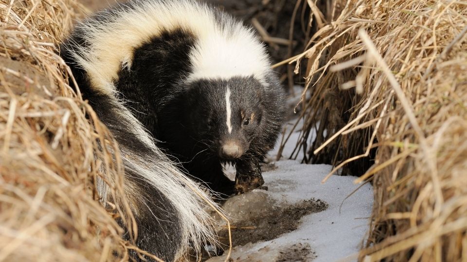 skunk wandering through a frozen river trench
