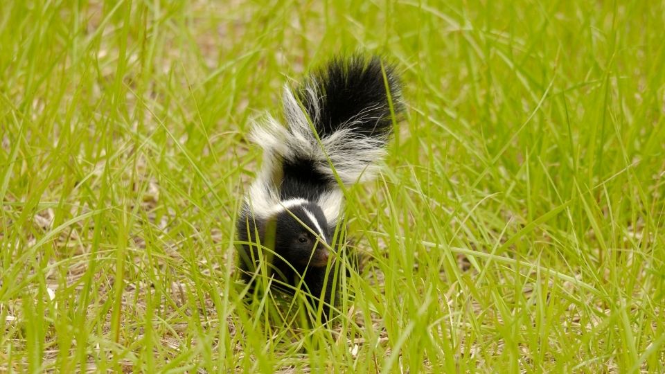 striped skunk with its tail up in tall grass