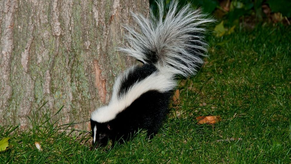 skunk sniffing near a tree trunk