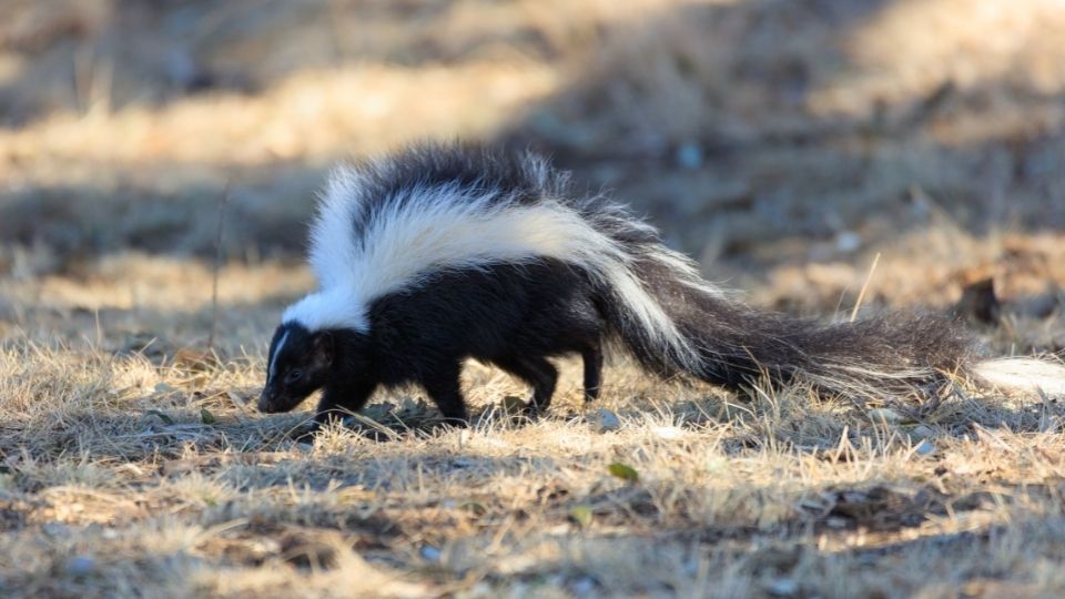 striped skunk walking across dead grass