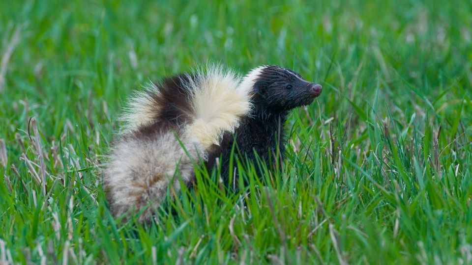 skunk in medium grass