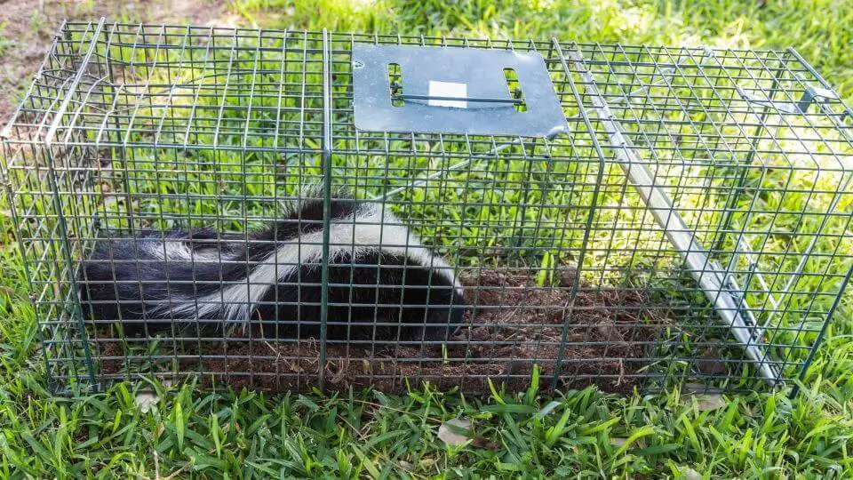 skunk in a steel trap