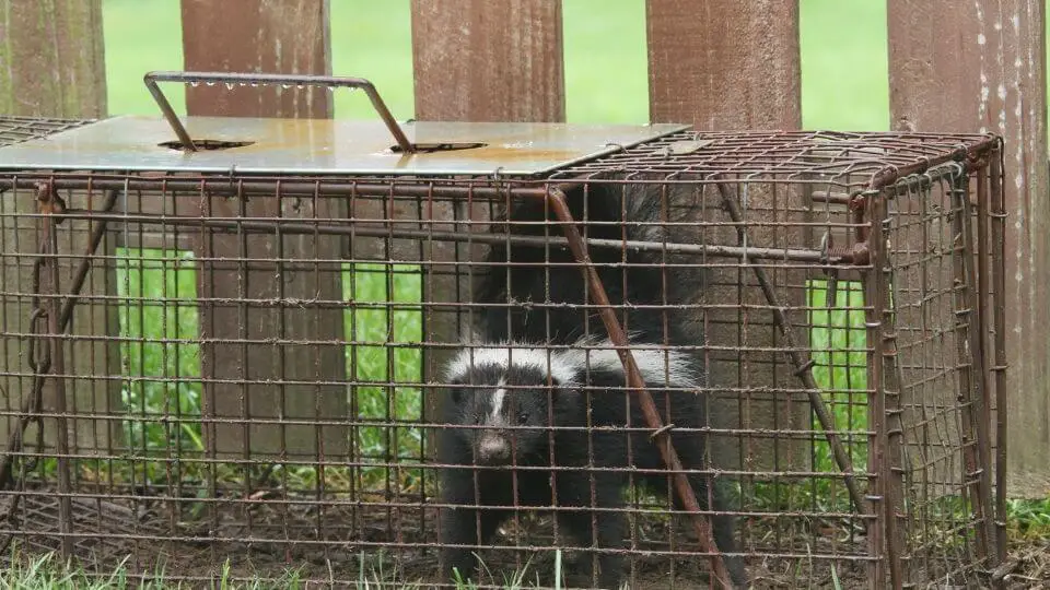 skunk in a metal trap