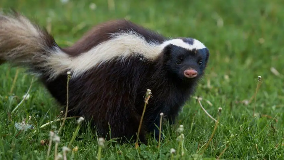skunk with pink nose