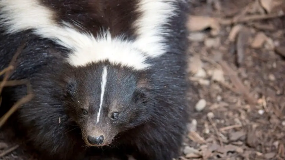 menacing skunk